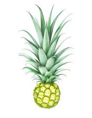 Yellow pineapple isolated on white. Hand drawn watercolor illustration.