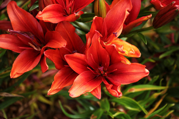 Fototapeta premium red lily
