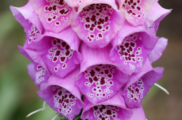 foxglove © Robin