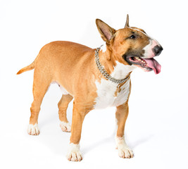 Bull Terrier isolated on white background