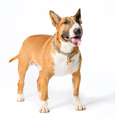Bull Terrier isolated on white background