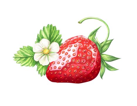 Watercolor strawberry on white background