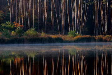 Pine forest on the shore of the lake with reflection in the water.