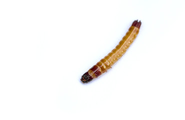 Wireworm - larva of the Click beetle, isolated on white background. Selective focus.