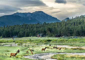 A herd of elk in a meadow by a river, forest, mountains and dramatic clouds in the background,...