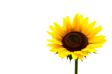 Fototapeta premium Sonnenblume vor weißen Hintergrund - isoliert und freigestellt