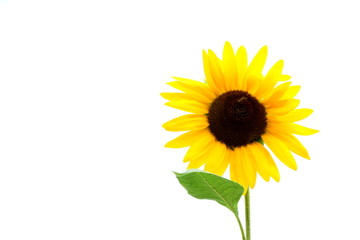 Sonnenblume vor weißen Himmel