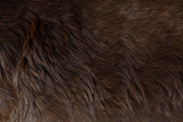  Close up view of the felted of shiny healthy dog dark brown hair of labrador dog curly fur for a...
