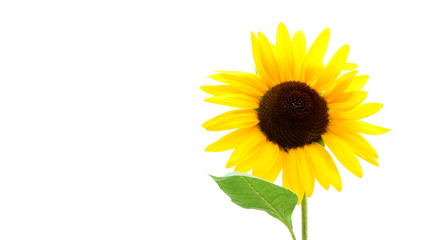 Obraz premium Sonnenblume isoliert freigestellt vor weißen Hintergrund