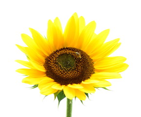 Fototapeta premium Sonnenblume isoliert freigestellt vor weißen Hintergrund