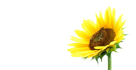 Obraz premium Sonnenblume vor weißen Himmel