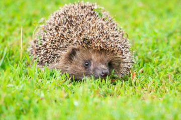 hedgehog on the grass