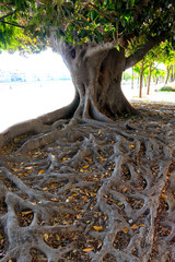 the roots of a beautiful old tree in Andalusia, Spain