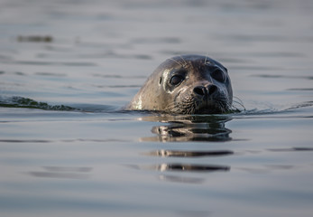 Fototapeta premium Grey seal closeup (Halichoerus grypus) on a summer morning, Muscongus Bay, Maine