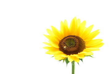 Obraz premium Sonnenblume isoliert freigestellt vor weißen Hintergrund