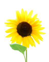 Sonnenblume vor weißen Hintergrund - isoliert und freigestellt