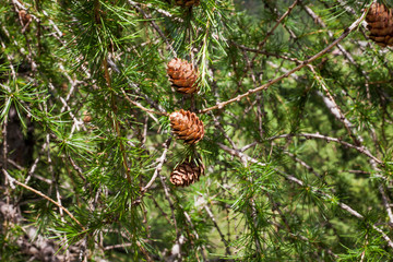 SìNo pine cone on a branch