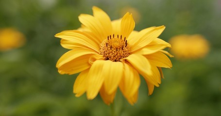 Closeup of stem with toothed leaves and flower of yellow Venus cultivar of Heliopsis helianthoides plant on blurred background with grass