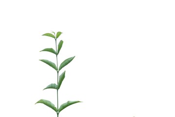 Young tropical plant with leaves branches on white isolated background for green foliage backdrop 