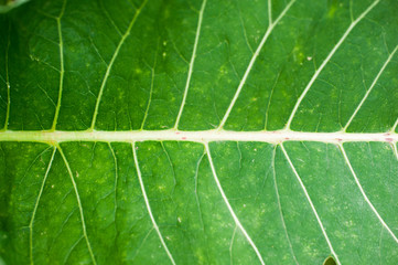 The big green leaf. Close up