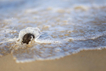 Close​ up​ of​ Tree ball on​ the​ beach​ and​ sea​ background.