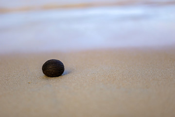 Close​ up​ of​ Tree ball on​ the​ beach​ and​ sea​ background.