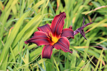 riot of flowers in the summer park