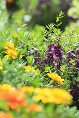 花壇の寄せ植え