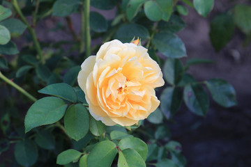riot of flowers in the summer park