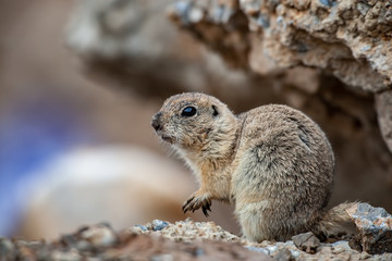 European Ground Squirrel on its hind legs