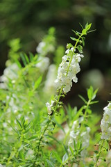 花壇の寄せ植え