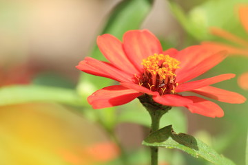 夏の花壇
