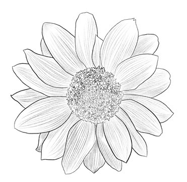 Hand drawn Sunflower illustration in lines isolated on white.