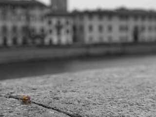 Pisa: chiocciola sulla sponda del fiume Arno