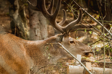 Jeleń © Dreamnordno