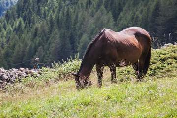 Horse in field