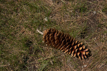 pine cone