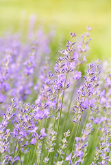 Lavender flower head close up. Bright yellow and green natural background.