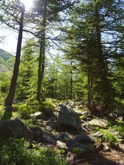 A forest in the Alps during a sunny summer day in Val Bognanco, near the town of Domodossola, Italy - June 2019.
