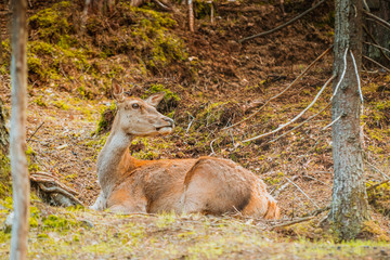 Sarna, jeleń © Dreamnordno