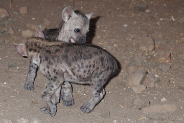 T&uuml;pfelhy&auml;ne / Spotted Hyaena / Crocuta crocuta.