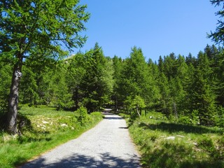 Fototapeta na wymiar A forest in the Alps during a sunny summer day in Val Bognanco, near the town of Domodossola, Italy - June 2019.