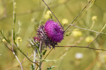 flower of thistle