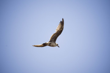 seagul in flight
