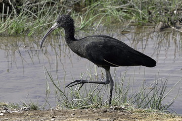 Glossy Ibis in Lake Nakuru National Park