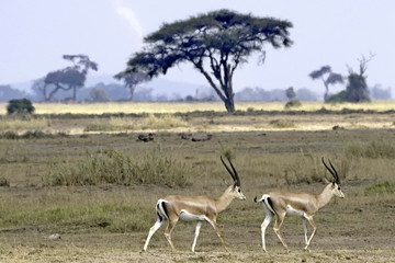 Pair of Grant's gazelles in Amboseli National Park