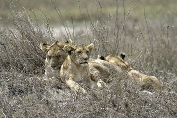 Lion cubs hiding in grass in Serenti