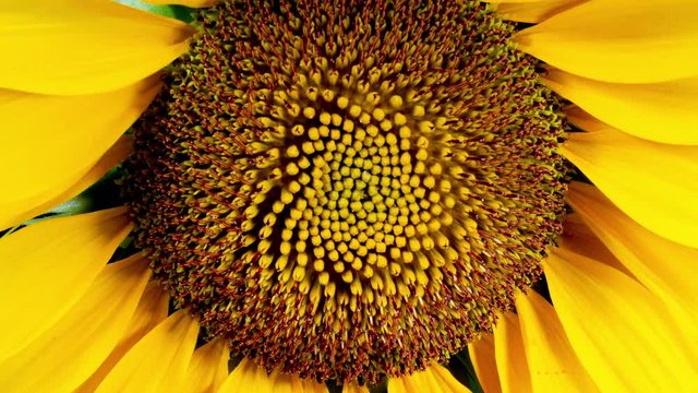 Yellow Sunflower Head Blooming in Time Lapse
