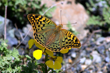 Caucasus. Genaldon gorge. Butterfly on a mountain flower.