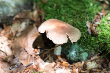Mushroom in the woods